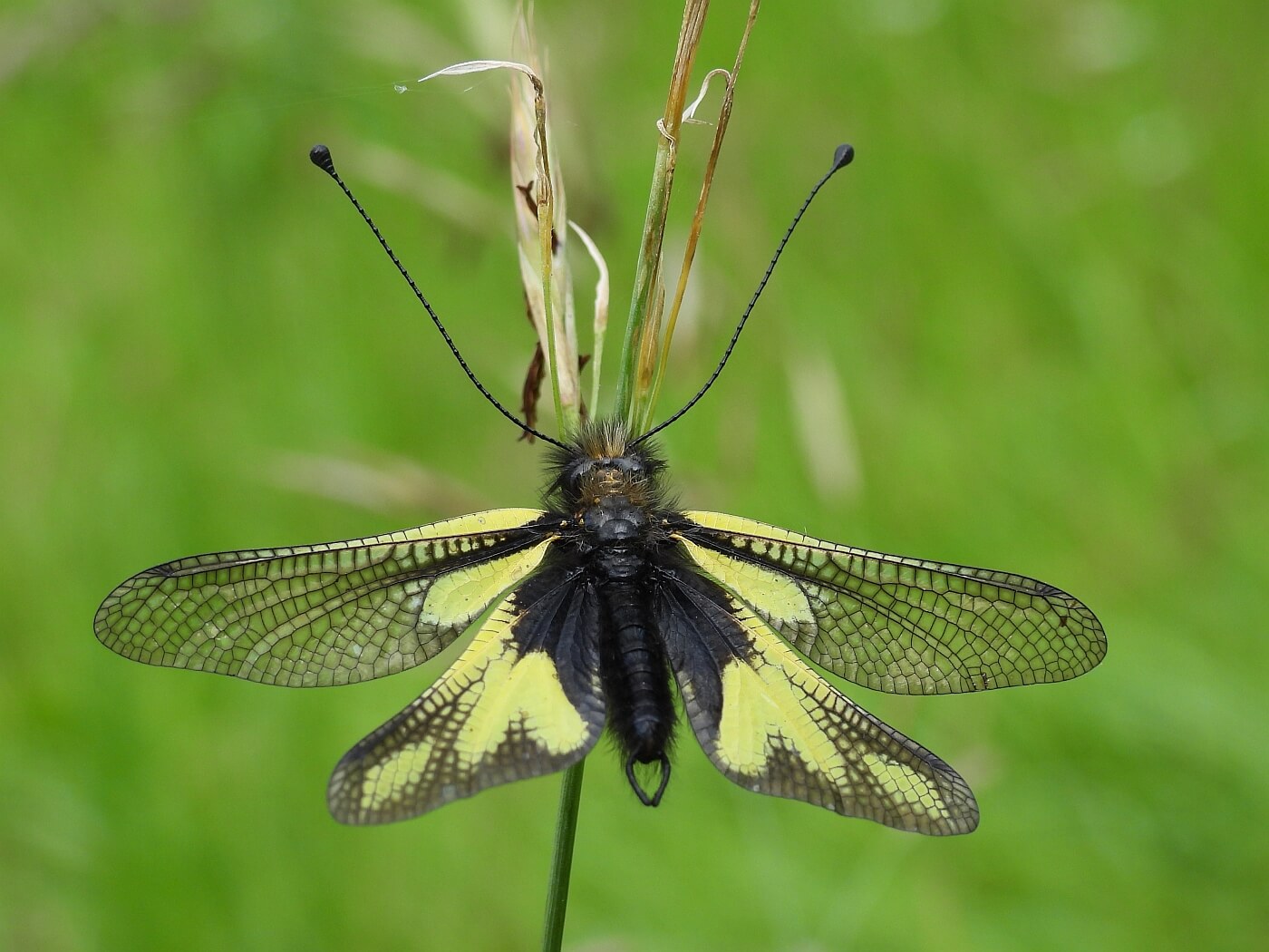 Libellen-Schmetterlingshaft Männchen