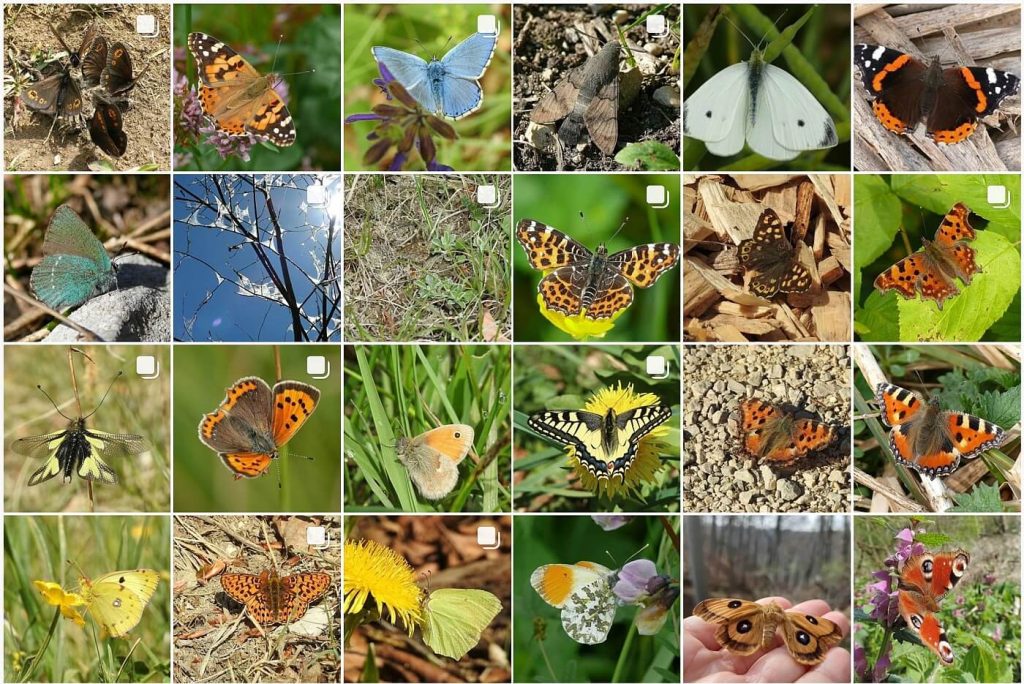 Instagram Schmetterlinge